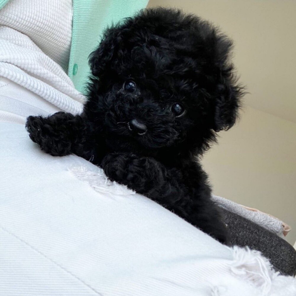 Purebreed Poodle Puppy - 2