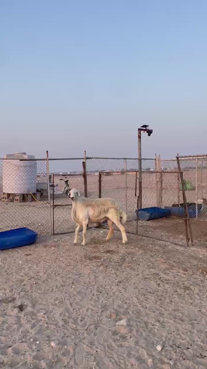 خروف حبصي فحل ينسف شرط - 1