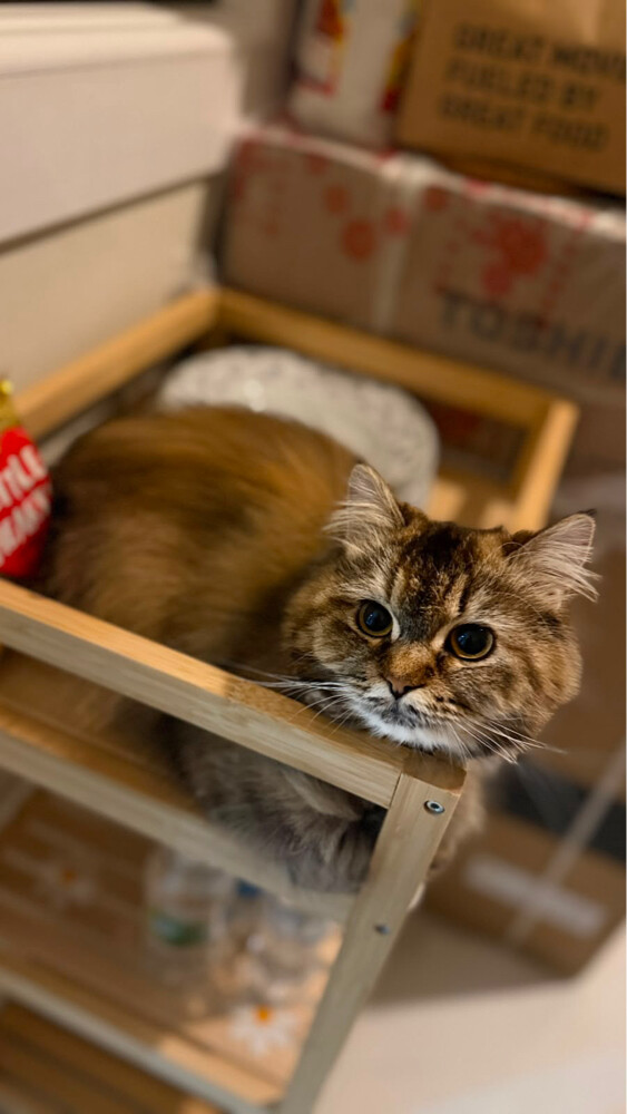 Siberian Cat - 2