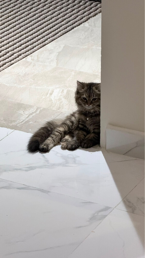 Siberian Cat - 3