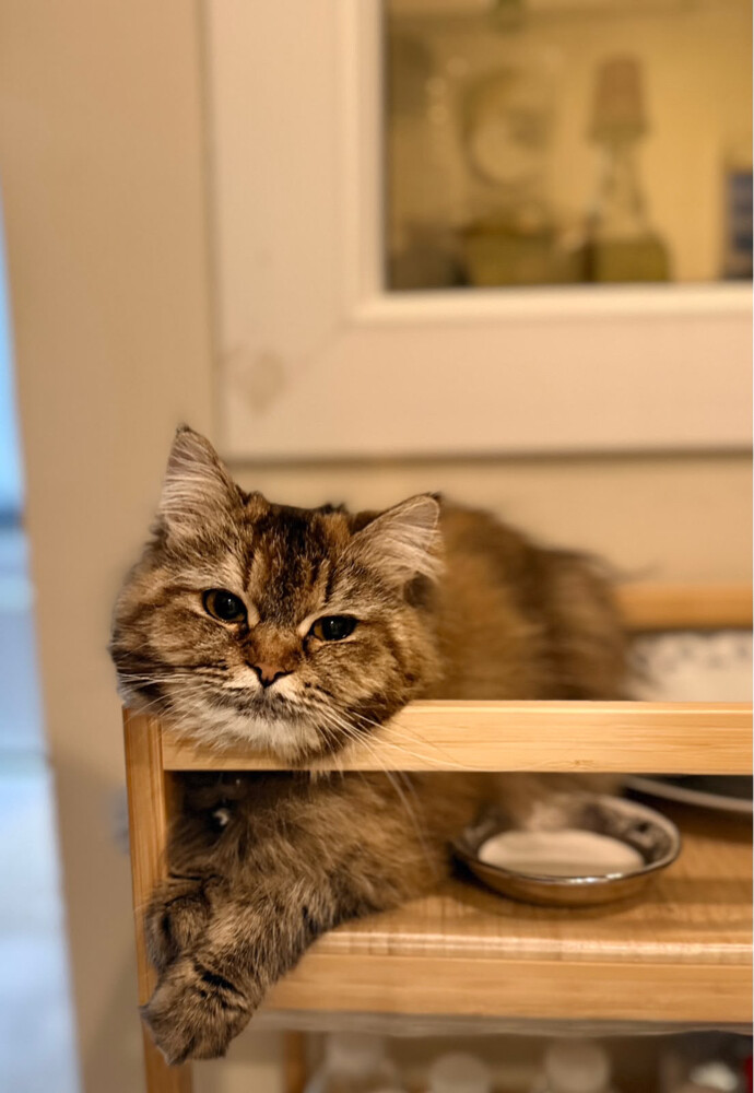 Siberian Cat - 4