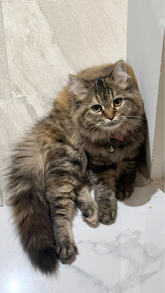 Siberian Cat - 1