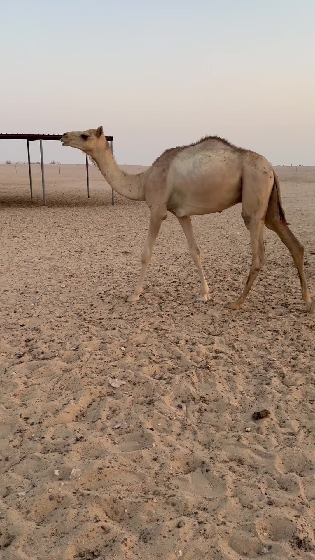 للبيع - 1