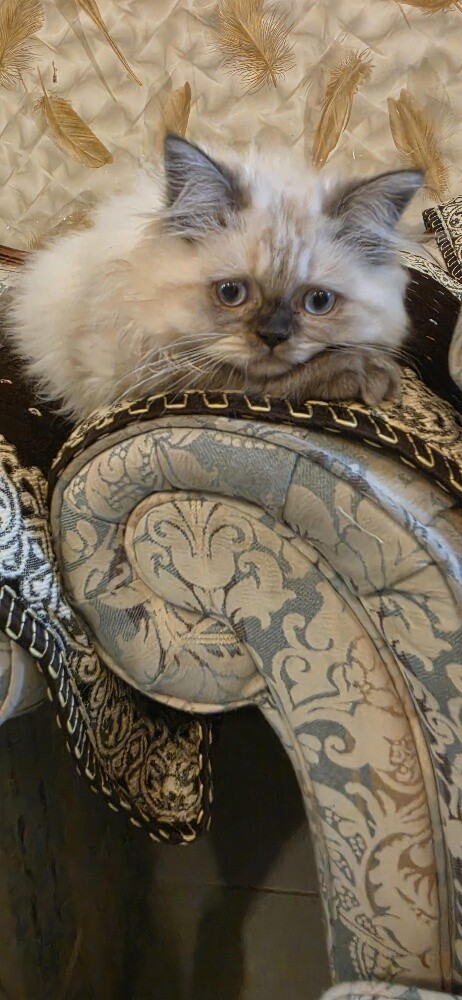 Pure Himaliyan Male & Femals kitten - 2