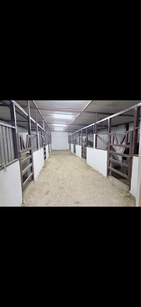 Horse room 1000 - 4