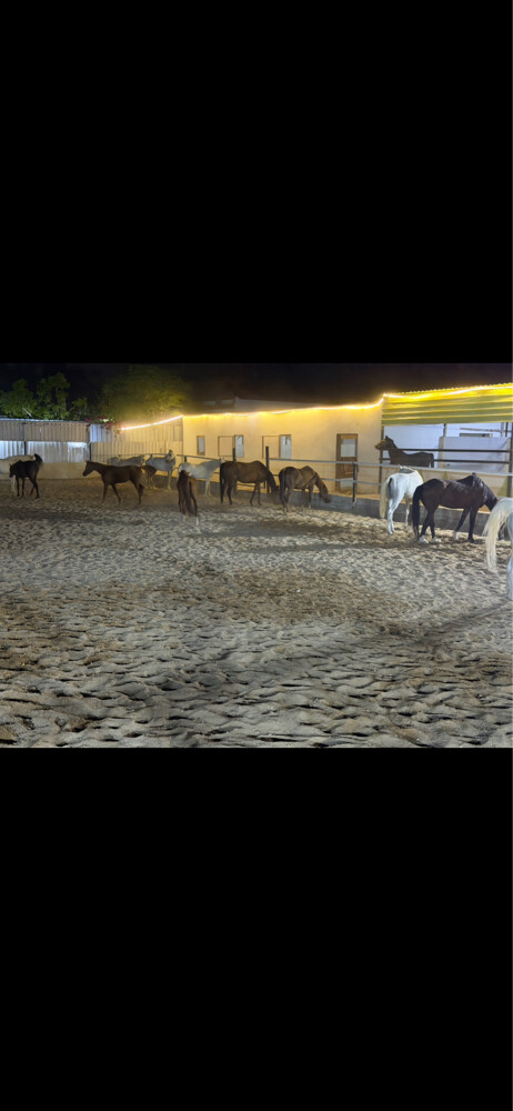 Horse room 1000 - 7