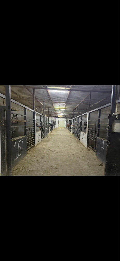 Horse room 1000 - 2