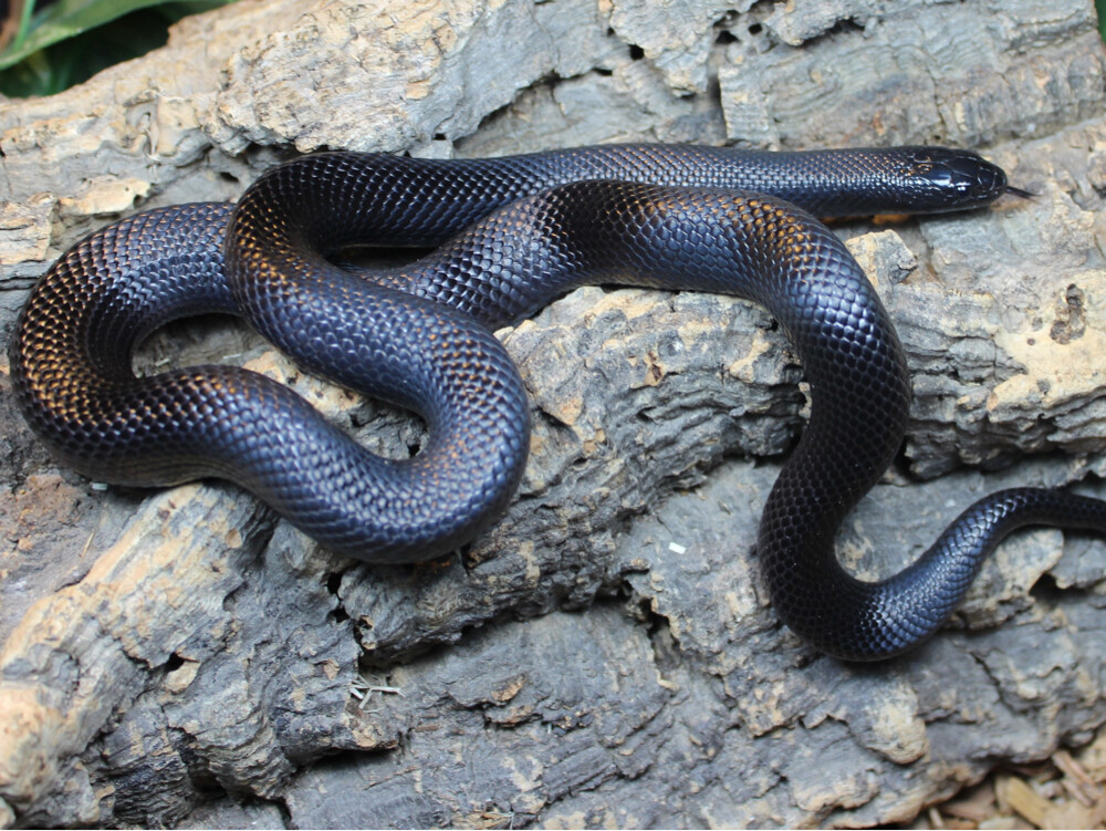 mexican black kingsnake - 1