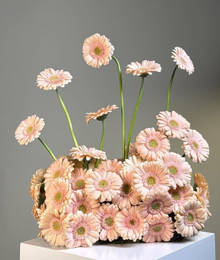 Bloom of Queen magic Floral event - 10