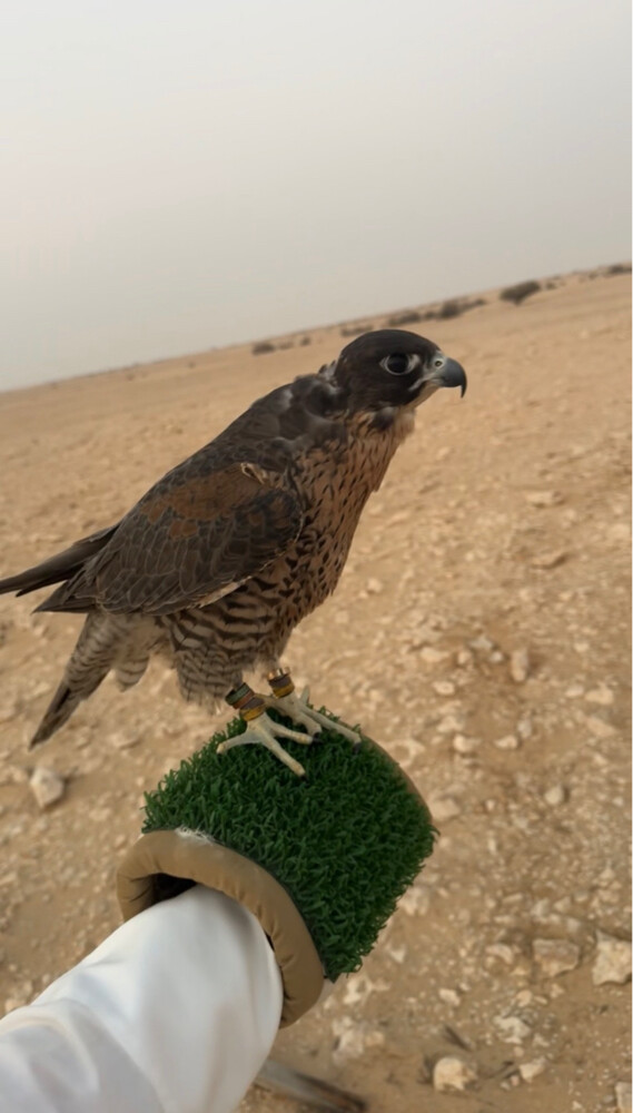 جير تبع صايد - 3