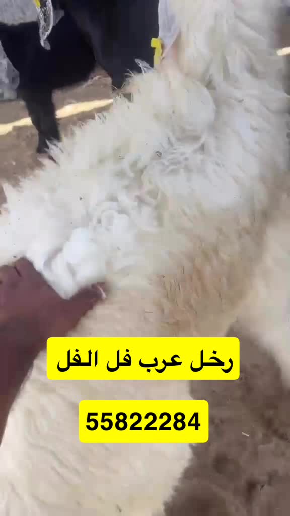 للبيع رخل فل الفل طيبه  - 1