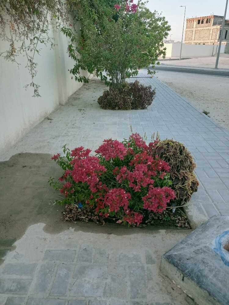 Javed Al Balushi - 9
