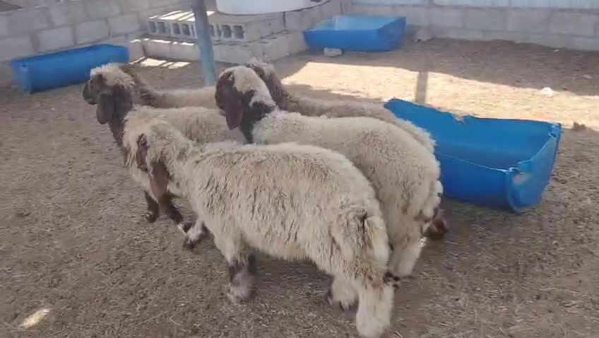 للبيع ٣راخال ٢طلي - 1