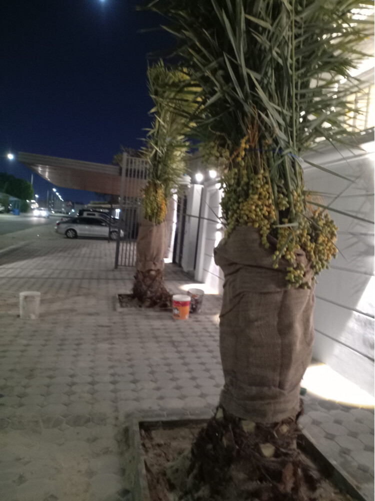 نخل وشنتطنا زينه - 27