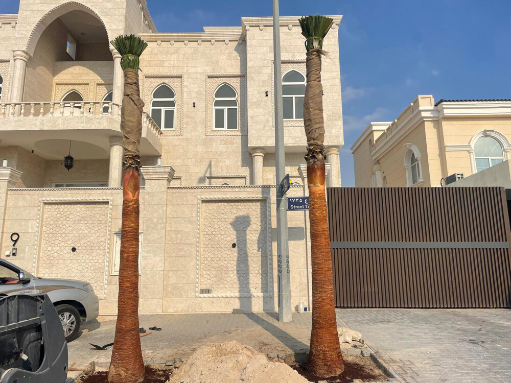 نخل وشنتونيا - 6