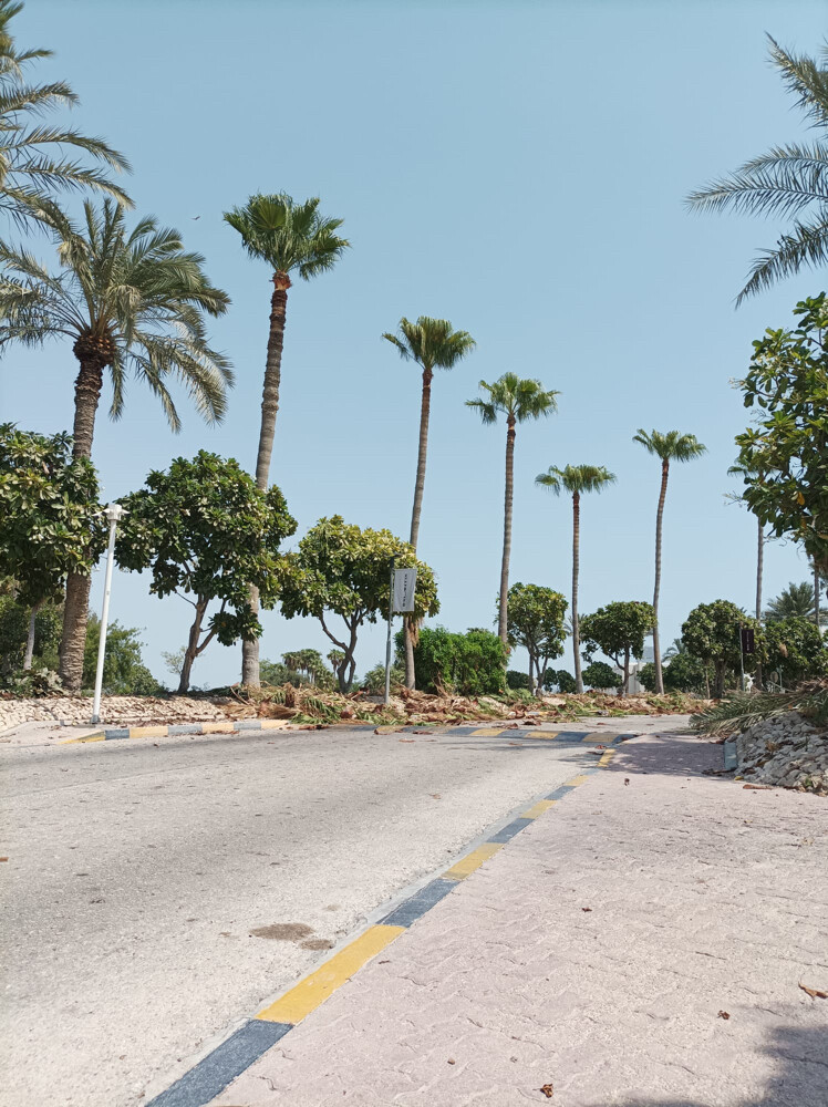 نخل وشنتونيا - 3