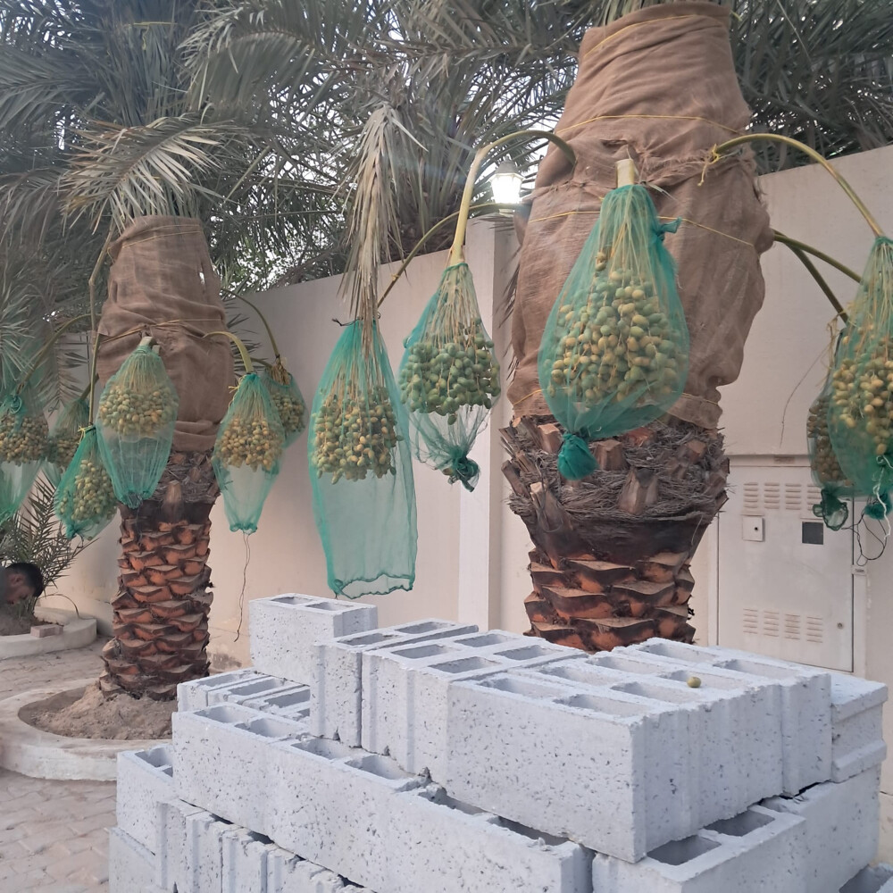 نخل مثمر - 10