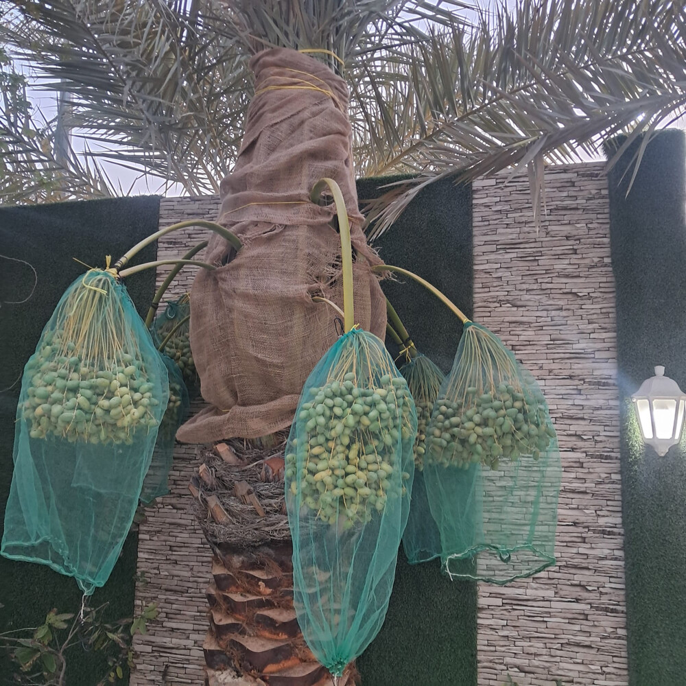 نخل مثمر - 9