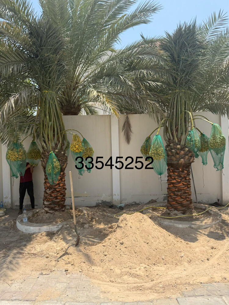 نخل مثمر - 13