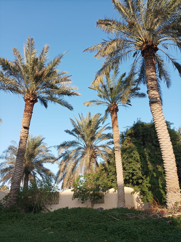 نخل مثمر - 5