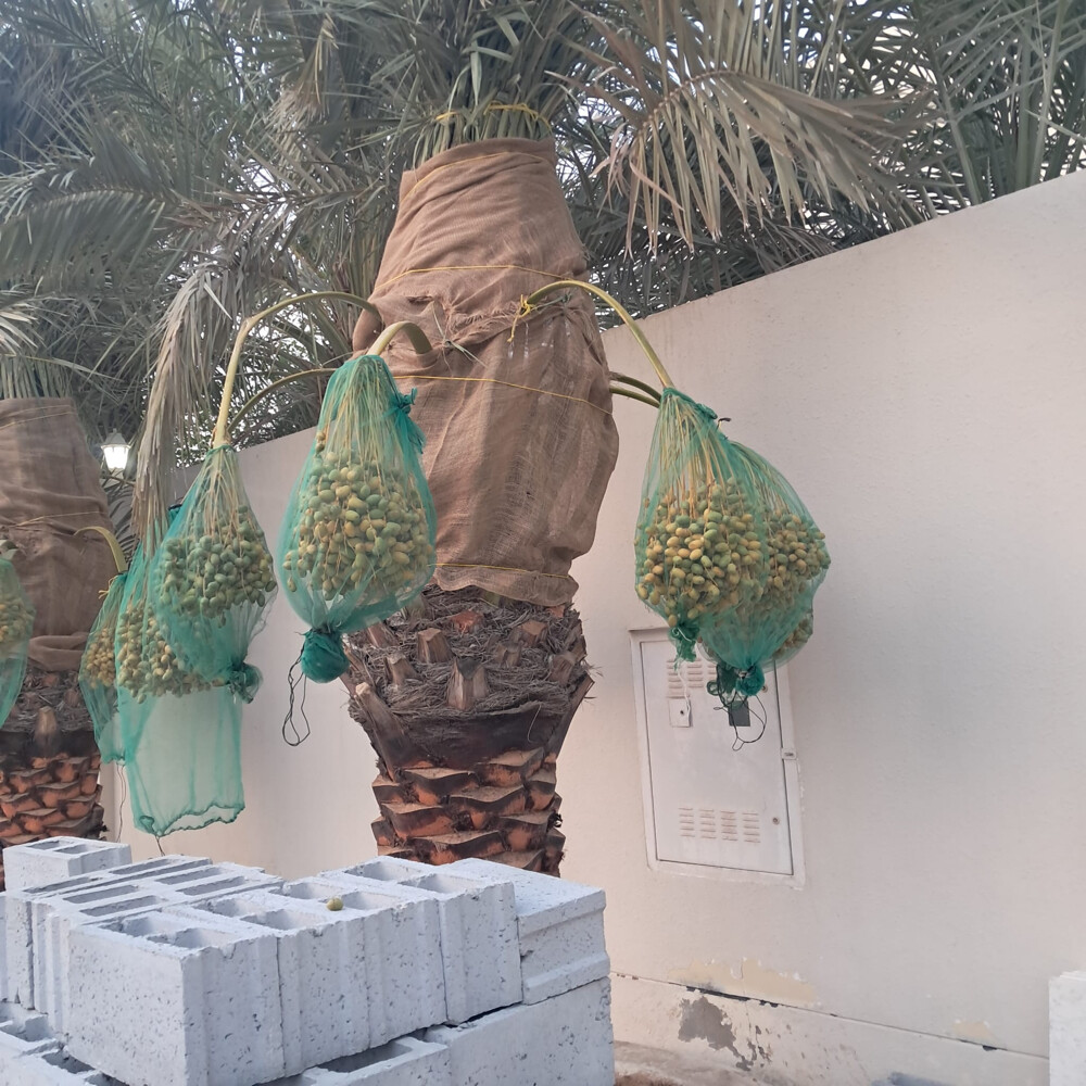 نخل مثمر - 11