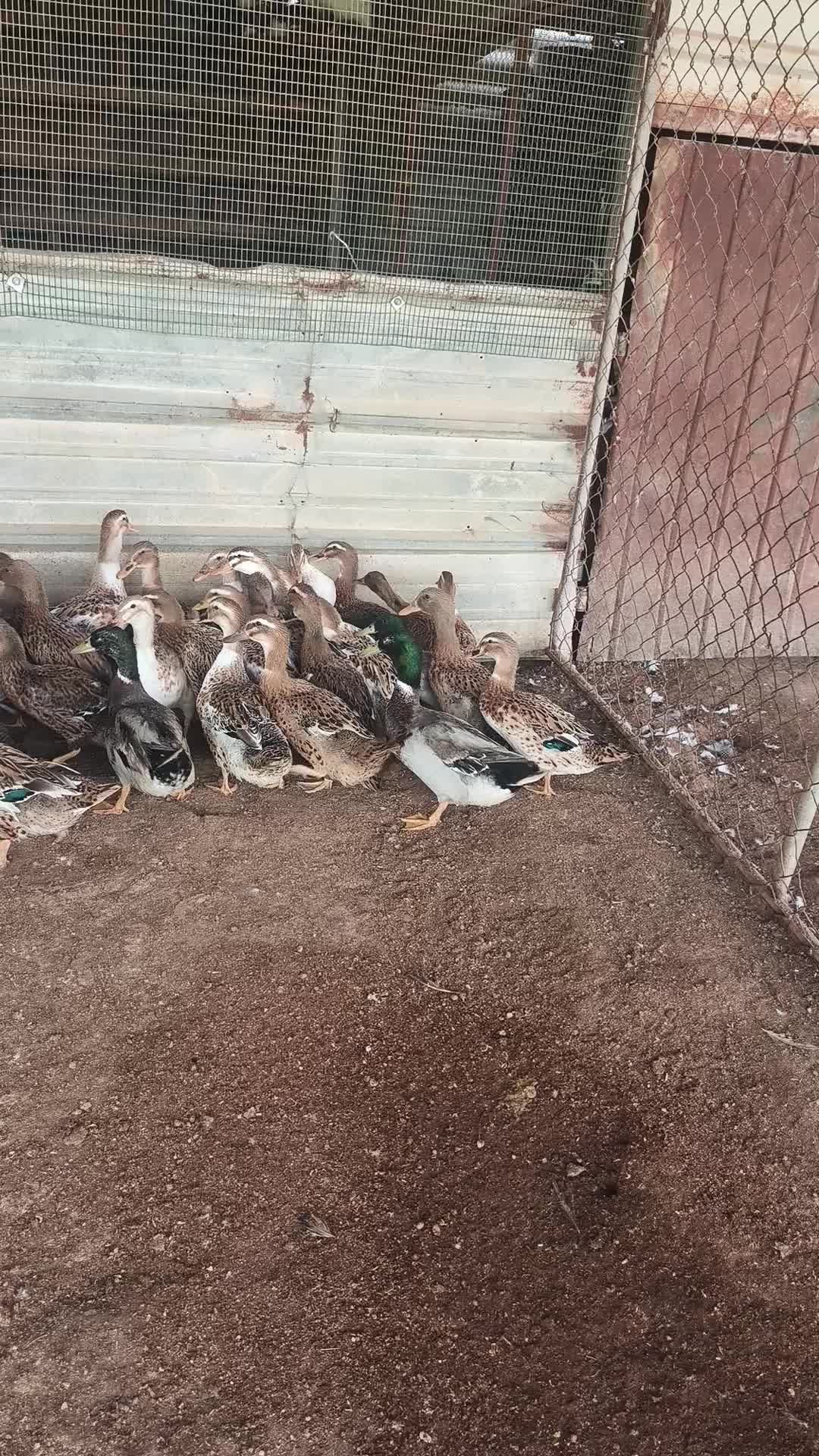 بط بني - 1
