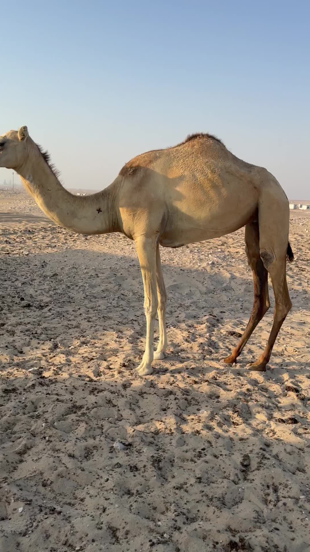 بكر مصعد شهر 5 - 2