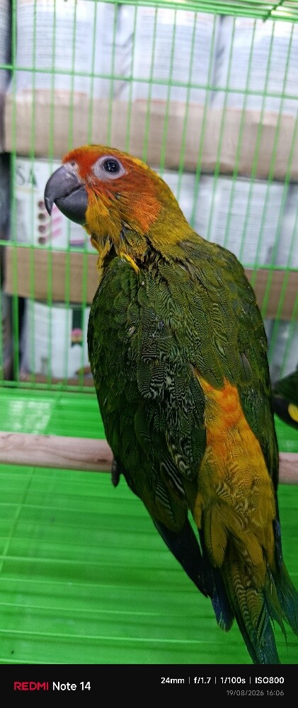 BABY SUN CONURE - 1