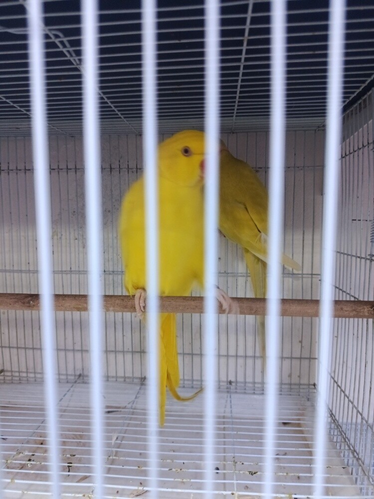 RINGNECK LUTINO - 1