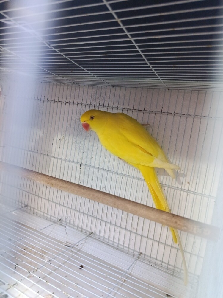 RINGNECK LUTINO - 2