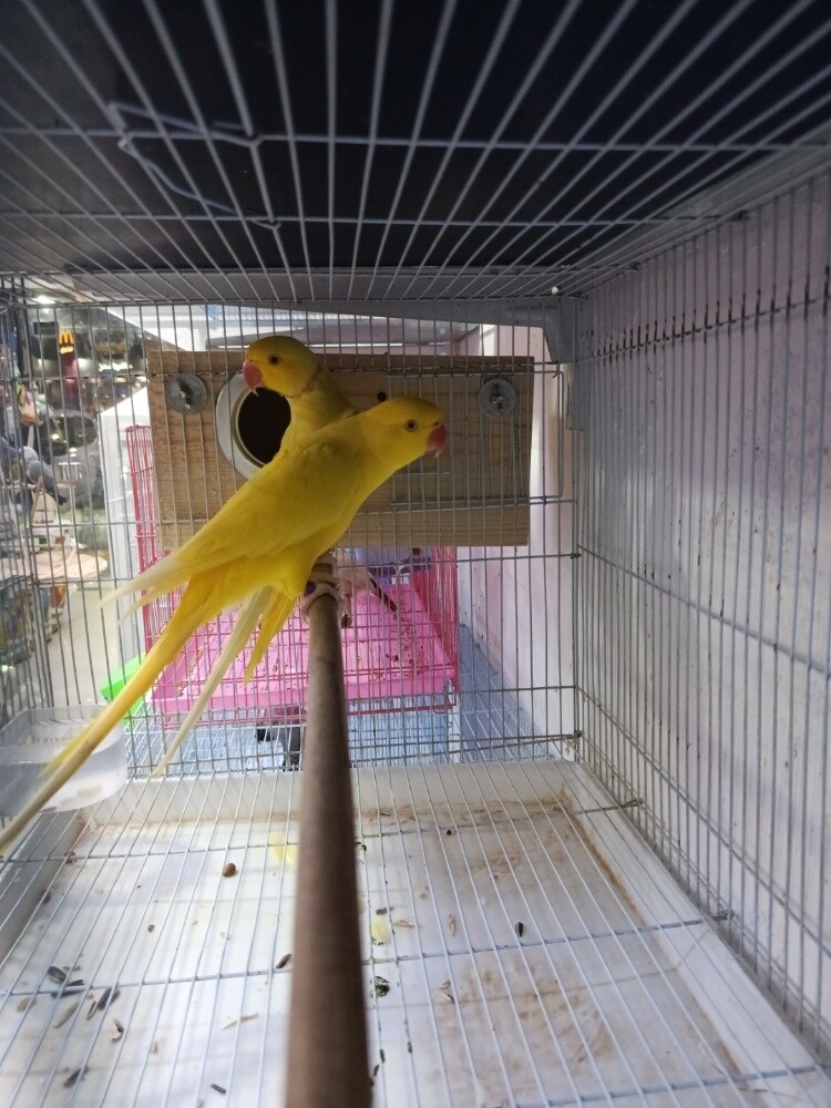 RINGNECK LUTINO - 3