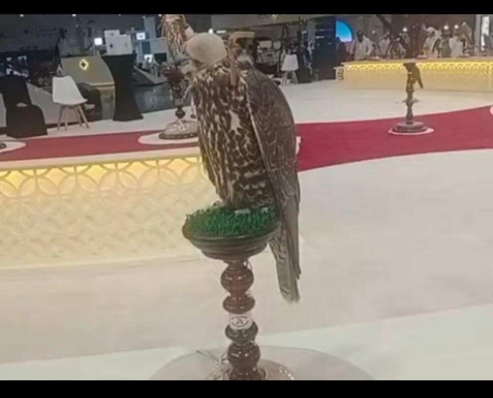 ممرض بيطري | فني صقور | مساعد مخت - 17
