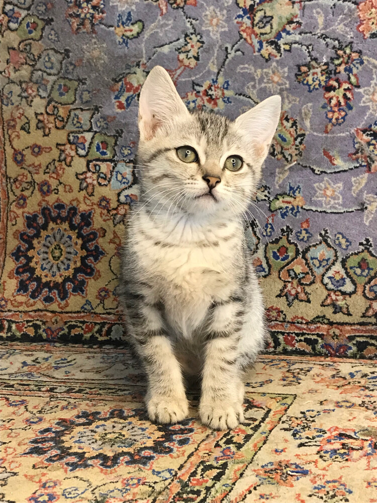 scottish straight tabby - 1