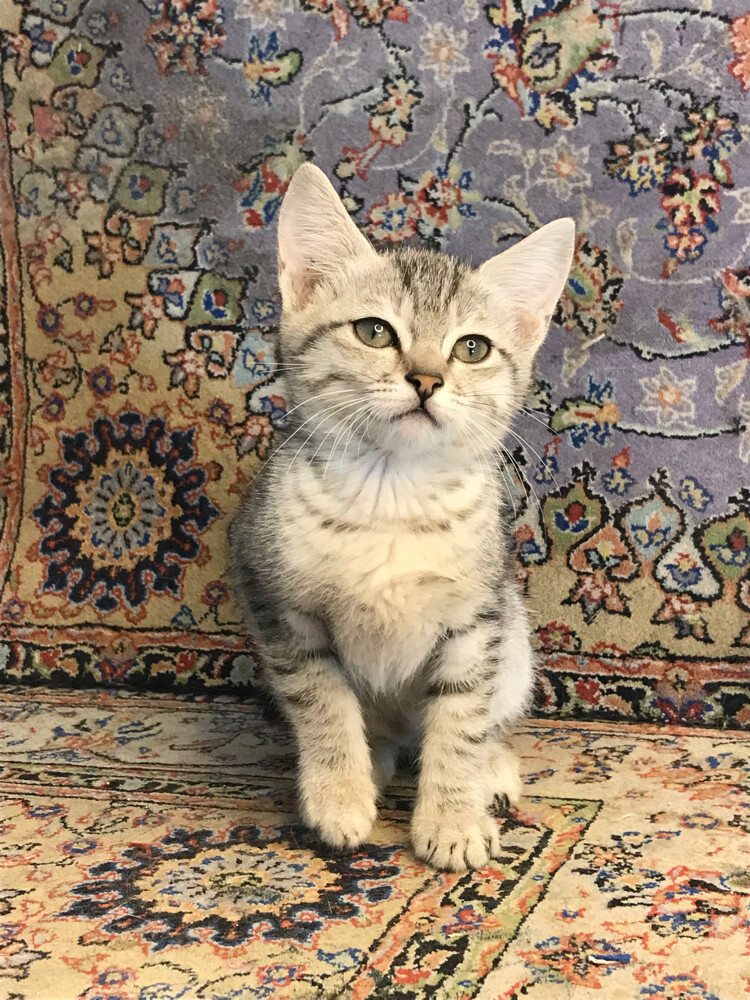 scottish straight tabby - 2