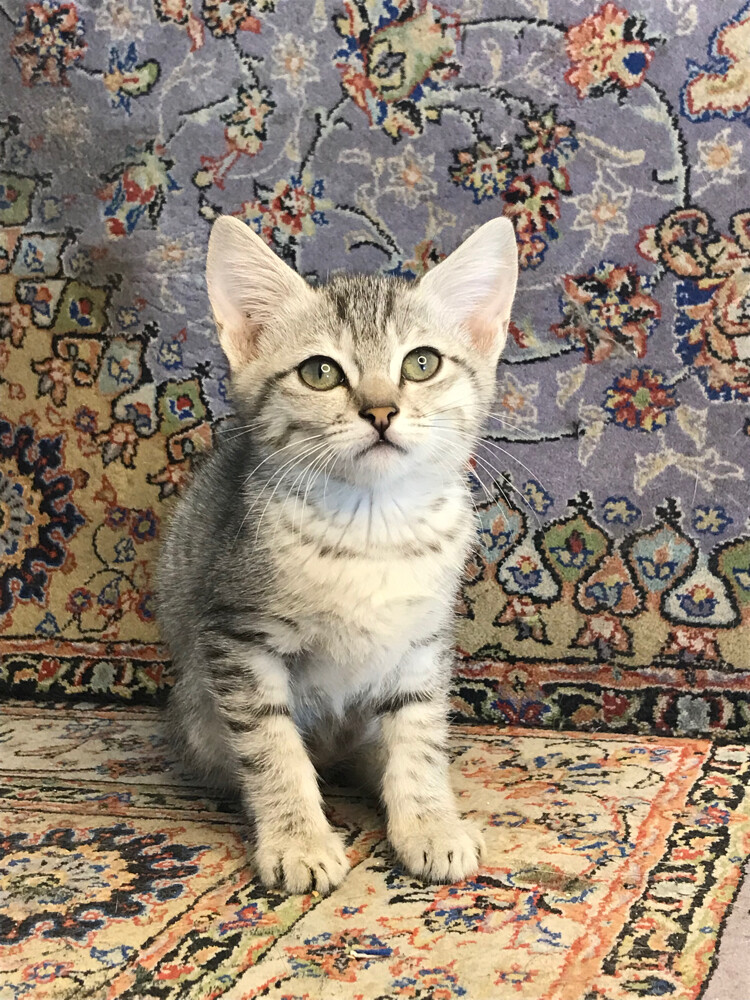scottish straight tabby - 7