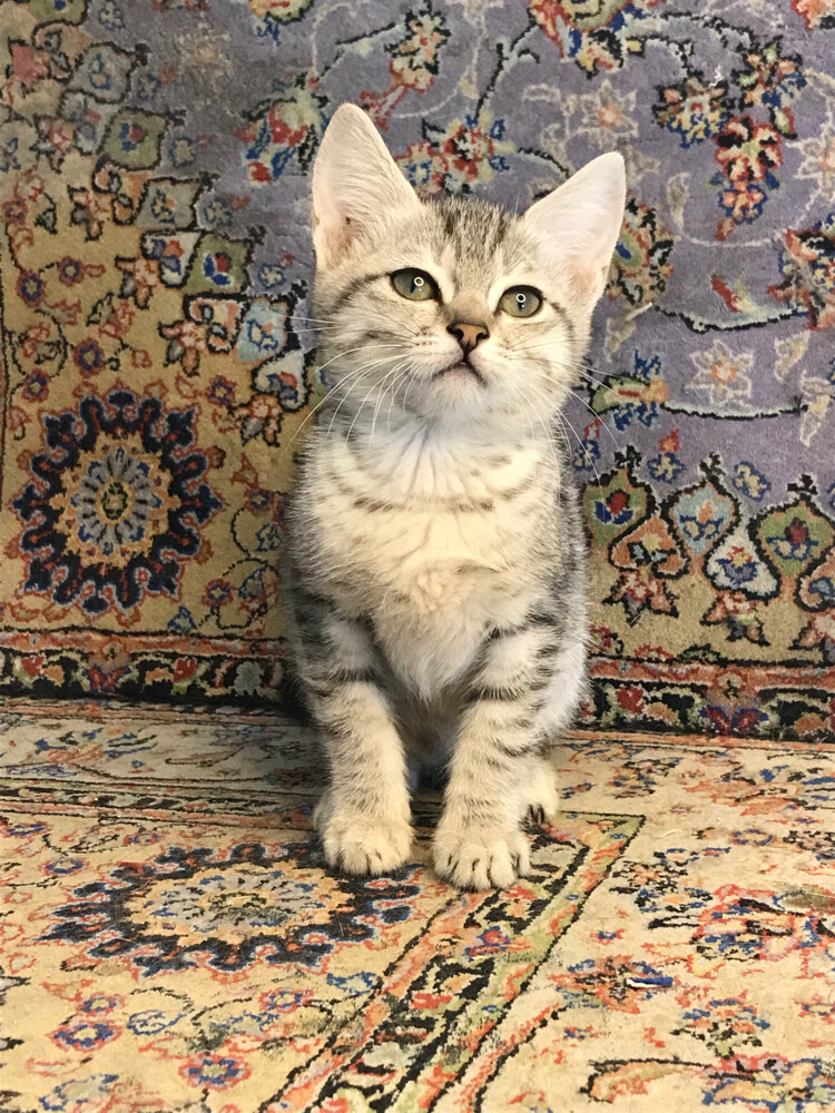 scottish straight tabby - 5