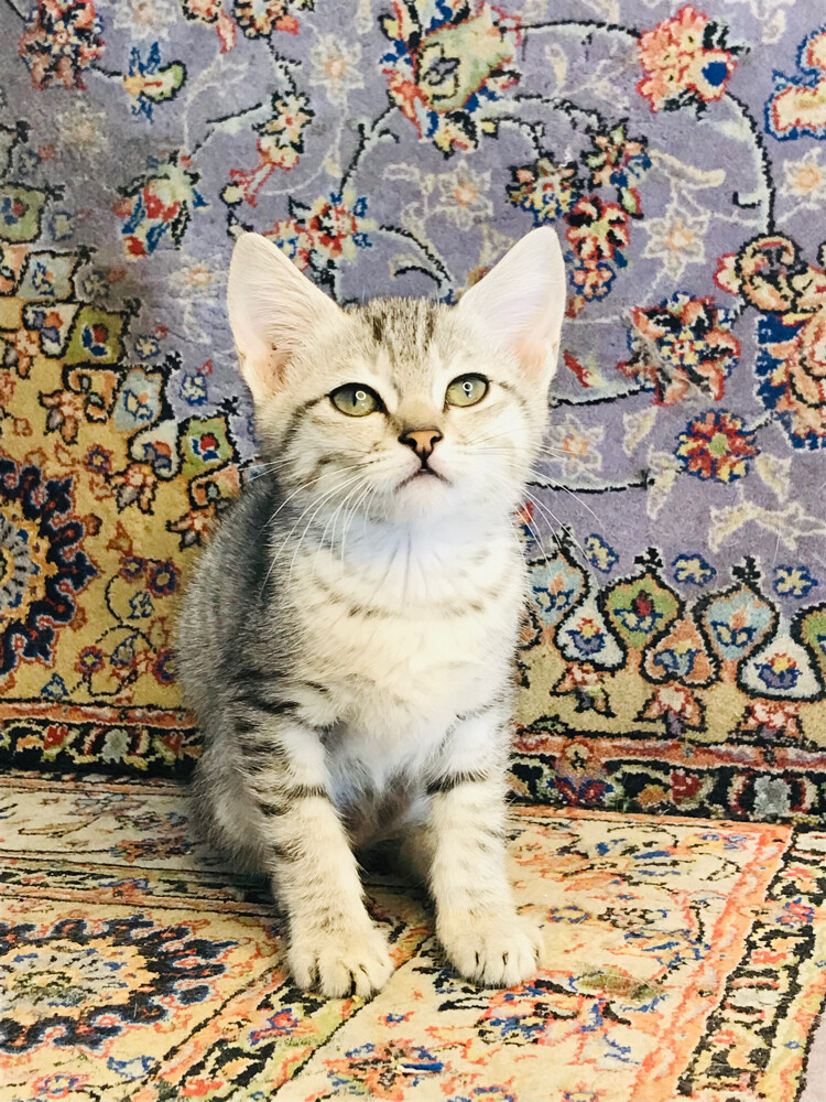 scottish straight tabby - 8