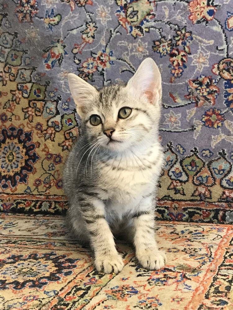 scottish straight tabby - 4