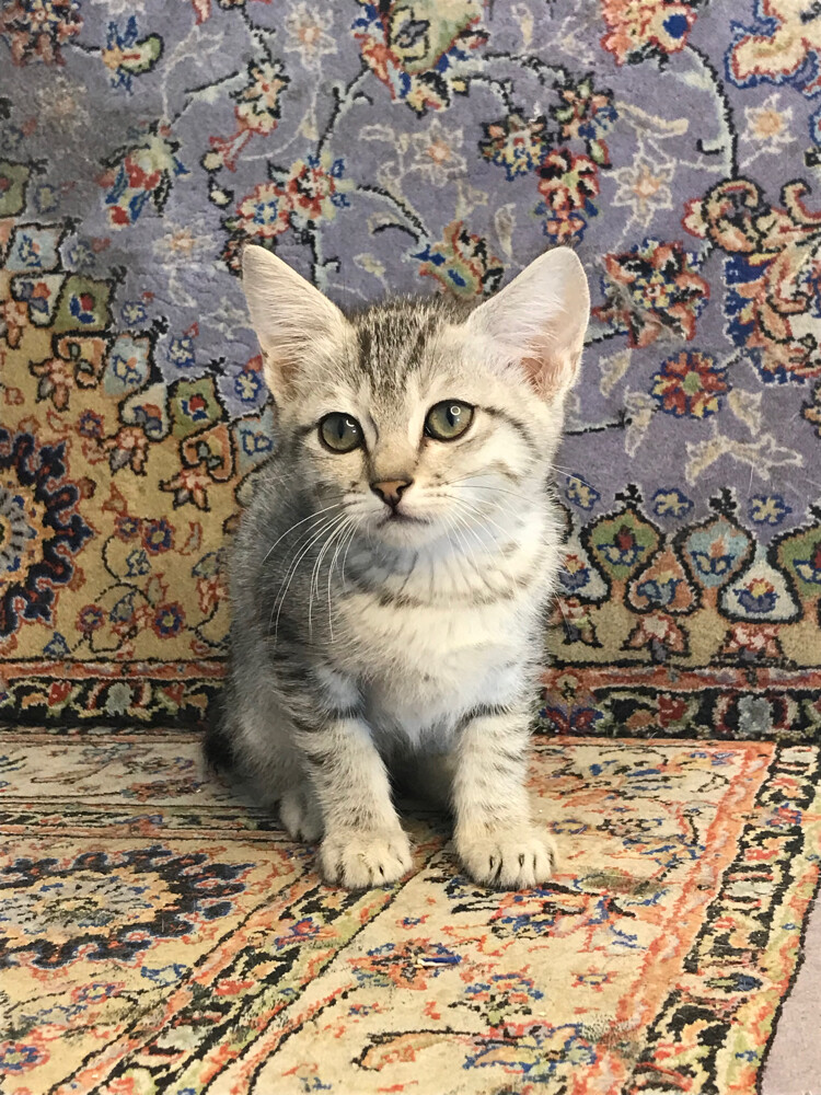 scottish straight tabby - 3