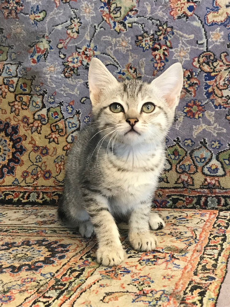 scottish straight tabby - 6