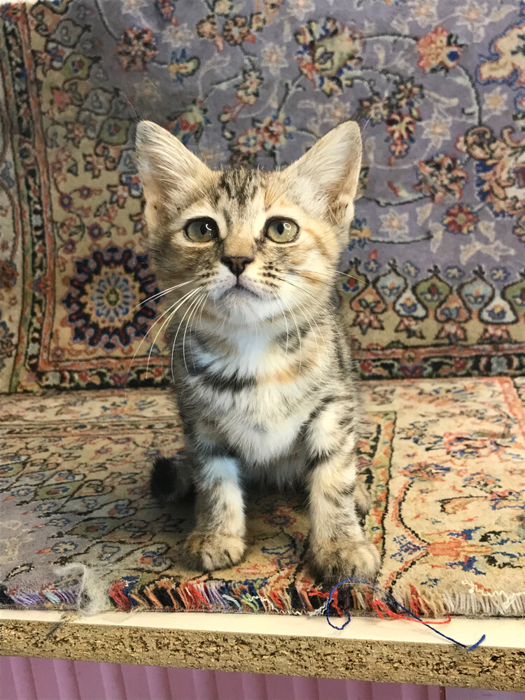 scottish straight tabby - 2