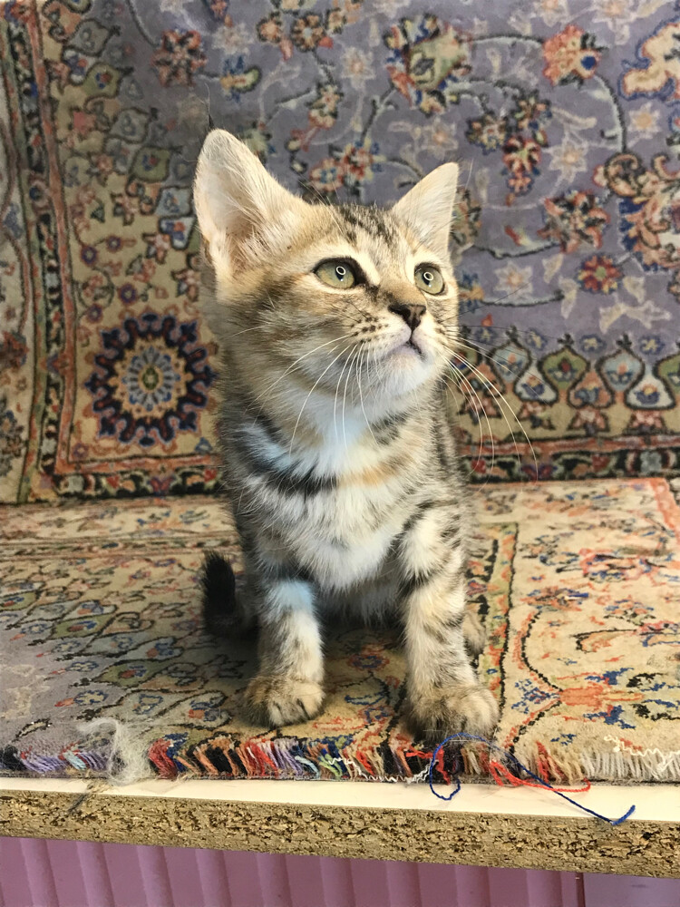 scottish straight tabby - 8