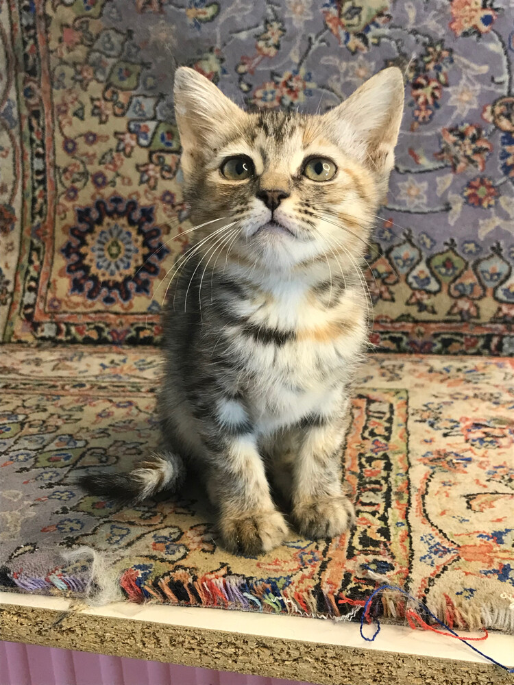 scottish straight tabby - 1