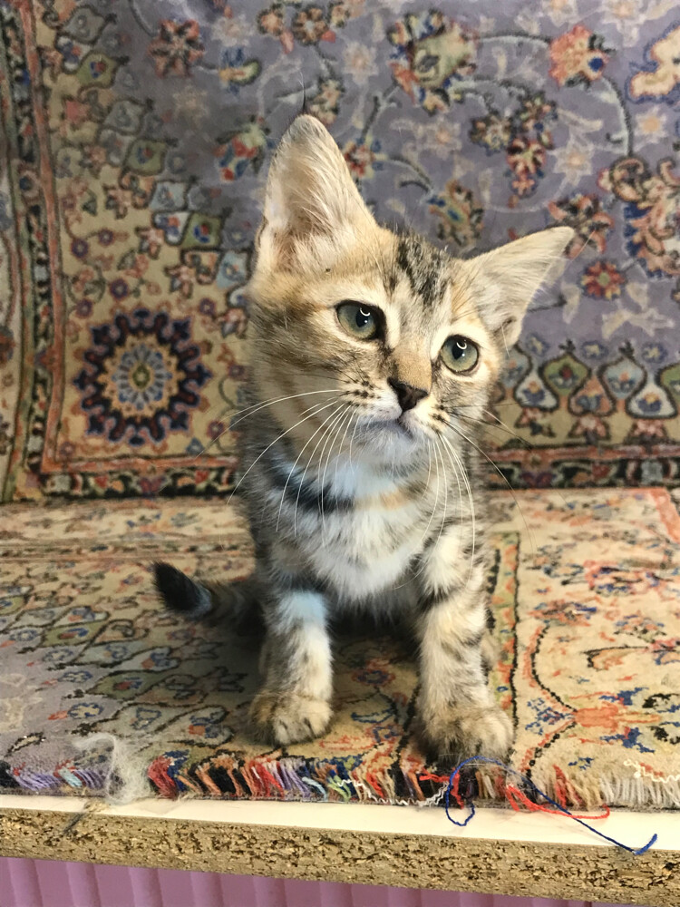 scottish straight tabby - 5