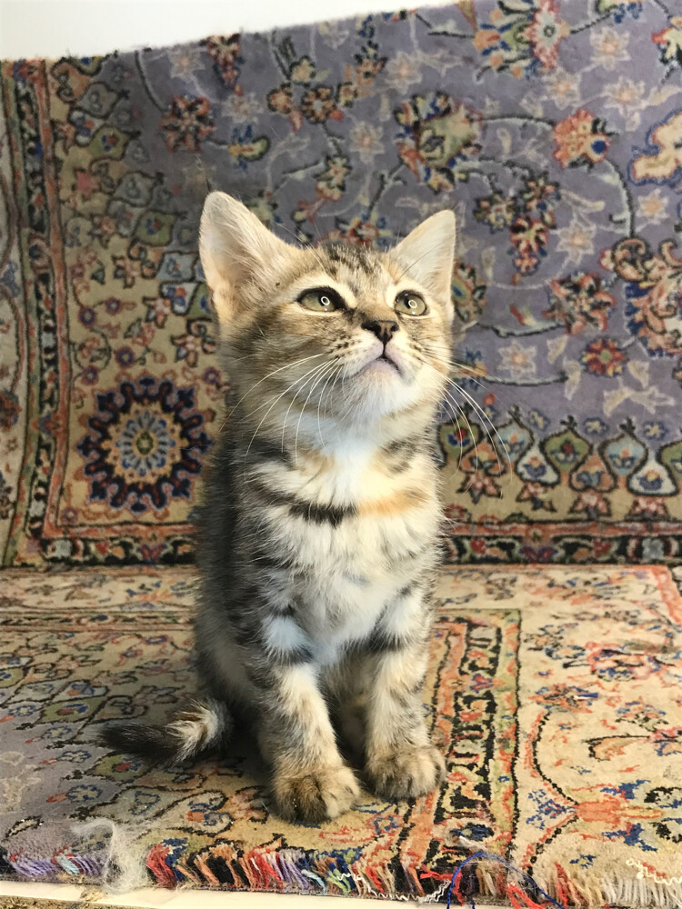 scottish straight tabby - 3