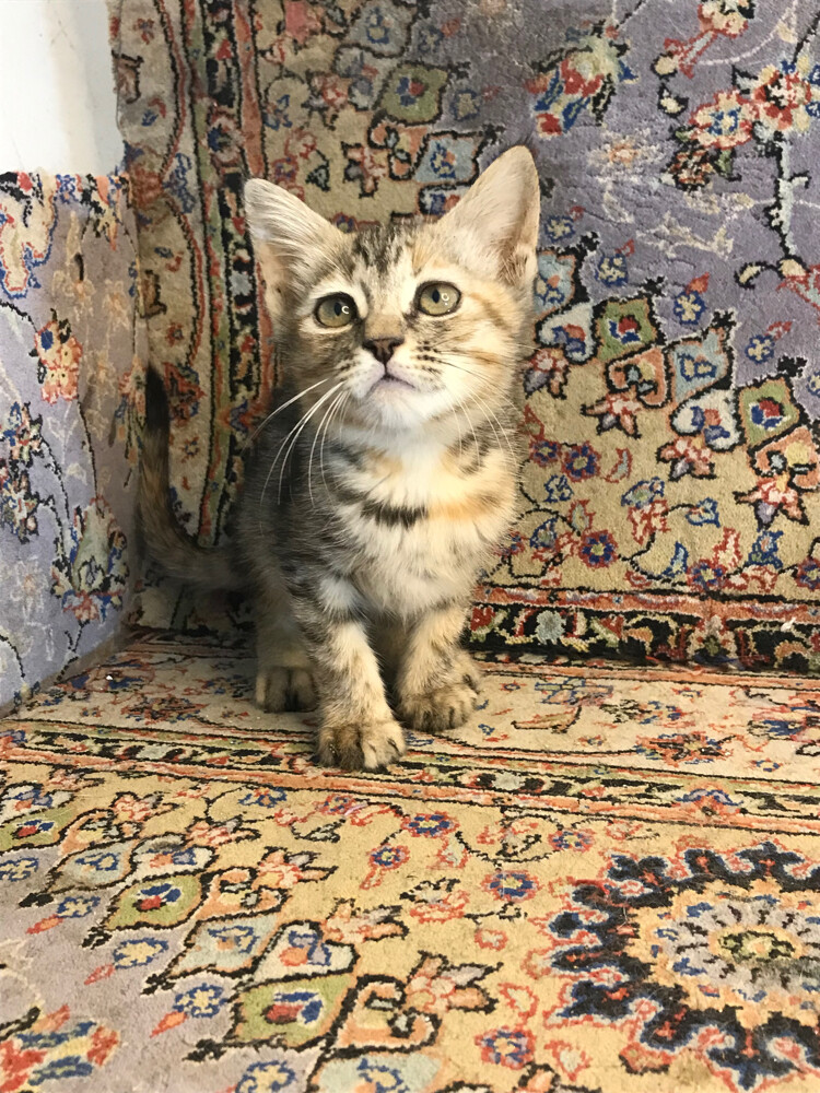 scottish straight tabby - 6