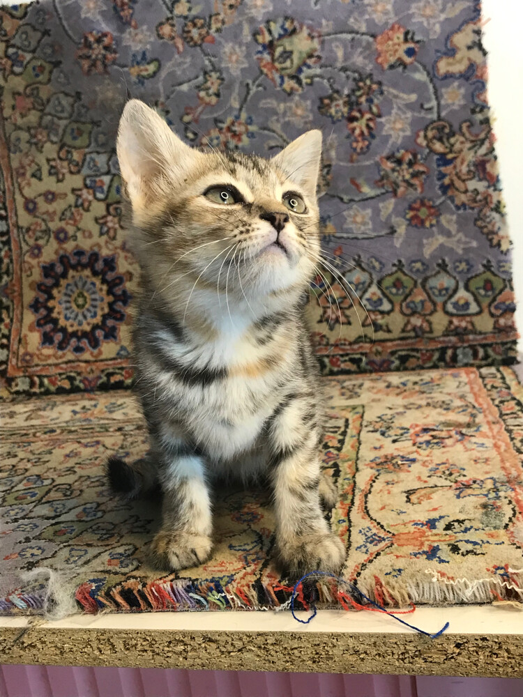 scottish straight tabby - 9