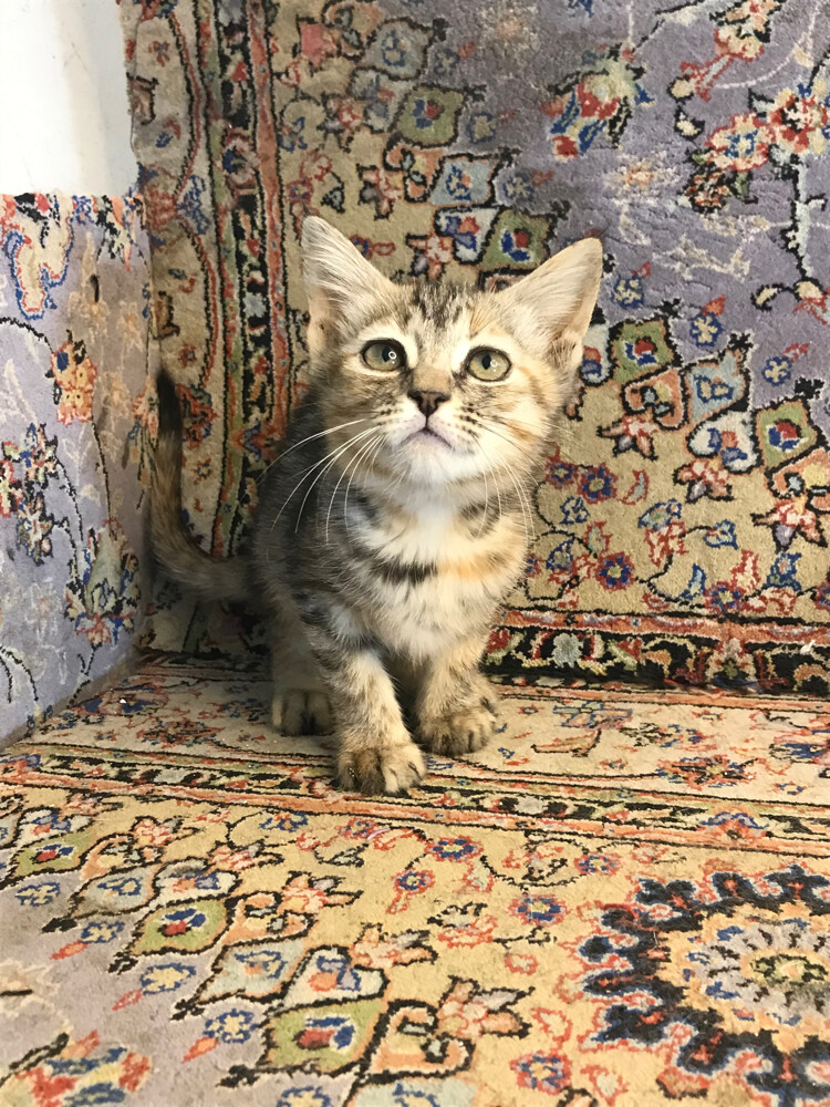 scottish straight tabby - 4