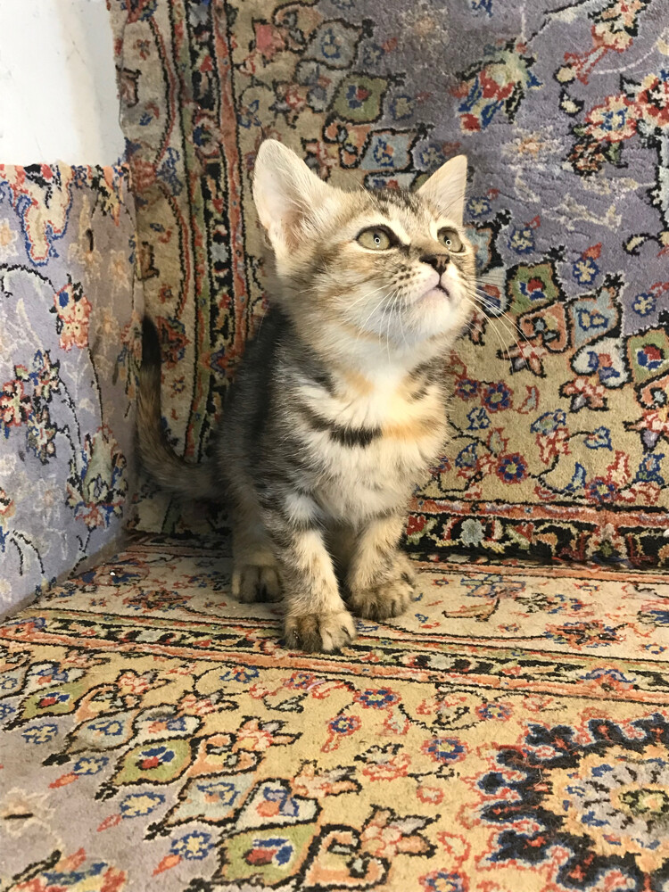 scottish straight tabby - 10
