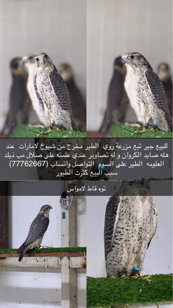 جير تبع - 1